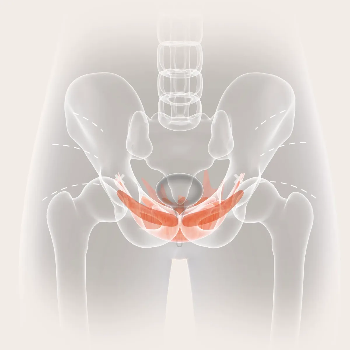 Anatomische Darstellung der Beckenbodenmuskulatur im Becken