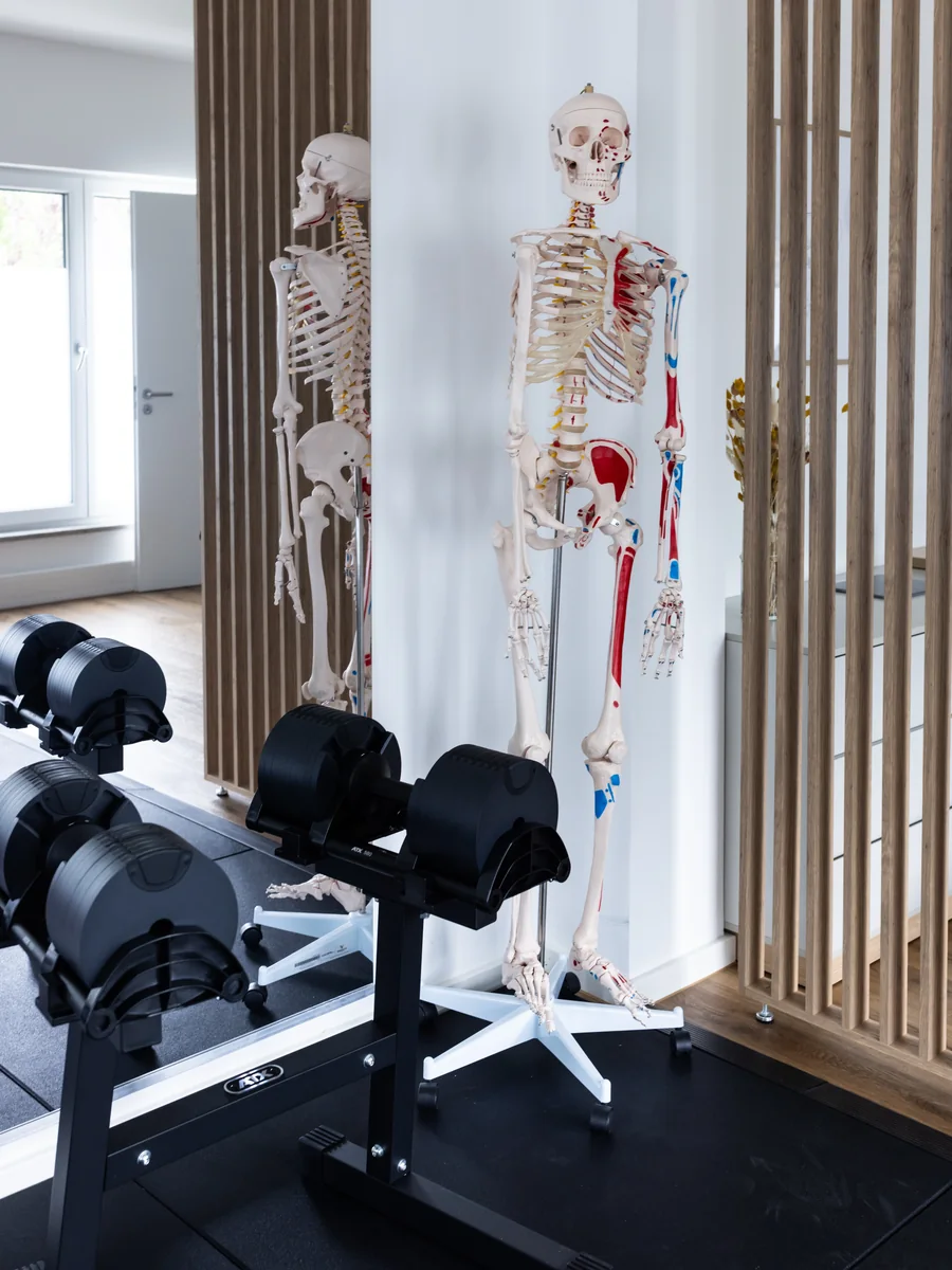 Anatomische Skelettmodelle vor einer Holzlamellenwand